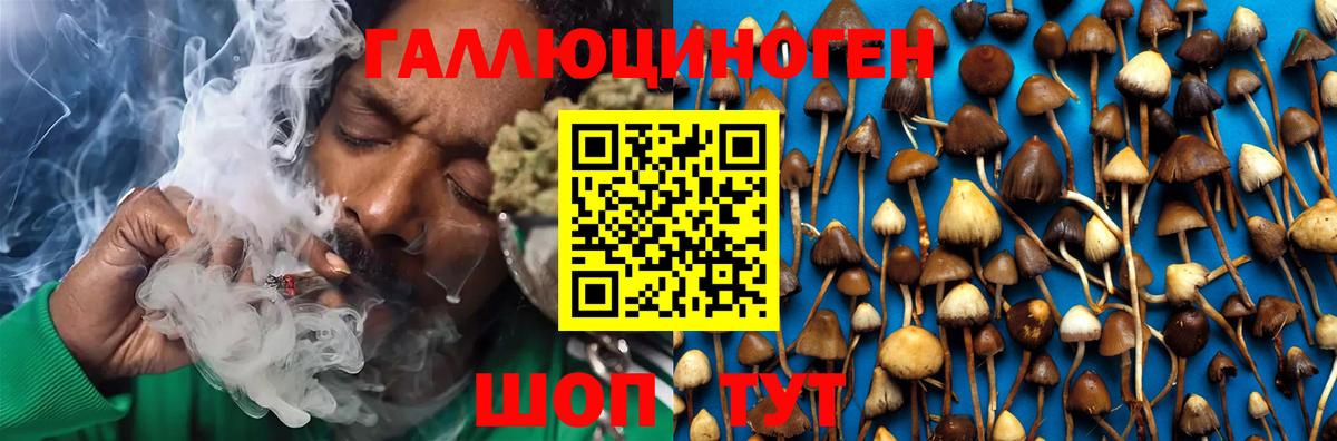 Зима  Псилоцибиновые грибы Psilocybe  Вход с VPN  Псилоцибиновые грибы прущие грибы 